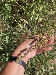 Atriplex littoralis