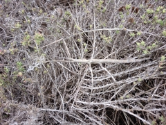 Bactrododema tiaratum