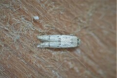 Hypatopa punctiferella