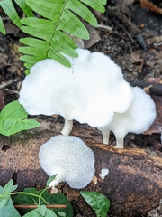 Favolus brasiliensis