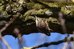 Certhia brachydactyla