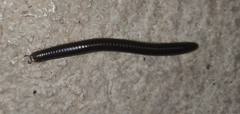 Pachyiulus flavipes