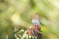 Lycaena dispar