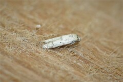 Hypatopa punctiferella