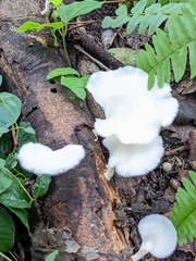 Favolus brasiliensis