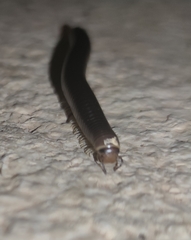 Pachyiulus flavipes