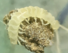 Scutigerella