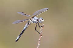 Libellula composita
