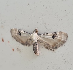 Eupithecia centaureata