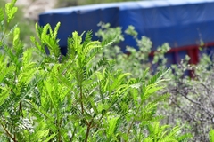 Pseudosmodingium andrieuxii