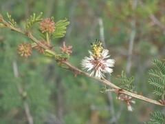 Mimosa aculeaticarpa