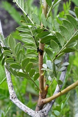 Pseudosmodingium andrieuxii