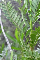 Pseudosmodingium andrieuxii