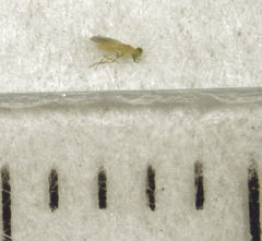 Aphytis