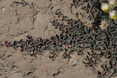 Cephalophyllum inaequale