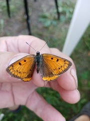 Lycaena dispar