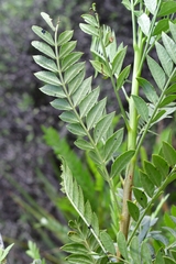 Pseudosmodingium andrieuxii