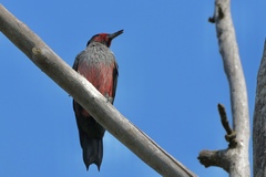Melanerpes lewis