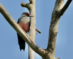 Melanerpes lewis