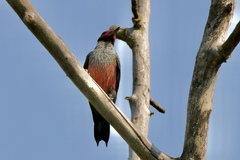 Melanerpes lewis