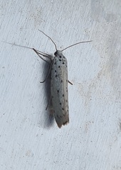 Yponomeuta cagnagella