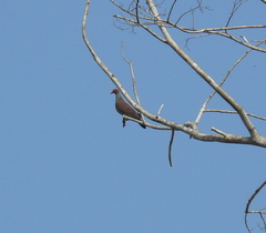 Patagioenas speciosa