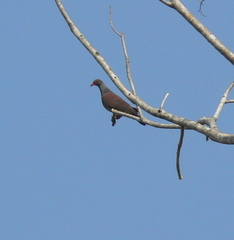 Patagioenas speciosa