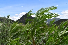 Pseudosmodingium andrieuxii