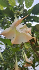Brugmansia