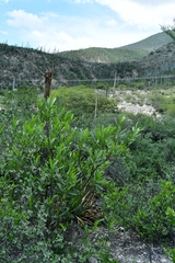 Pseudosmodingium andrieuxii