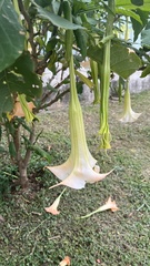 Brugmansia