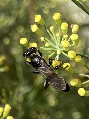 Lyroda subita