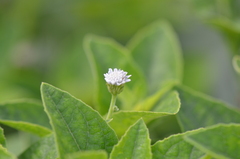 Verbesina microptera