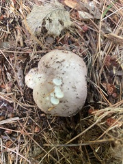 Russula cyanoxantha