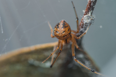 Theridion melanostictum