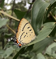Jalmenus evagoras