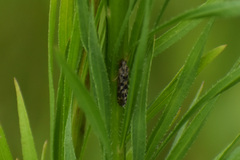Trichoptera