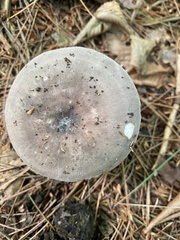 Russula cyanoxantha