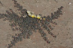 Cephalophyllum inaequale