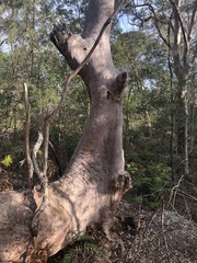 Angophora costata