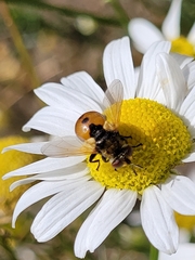 Gymnosoma