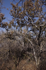 Combretum