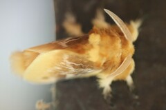 Megalopyge opercularis