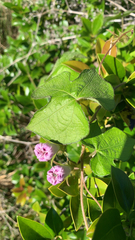 Ipomoea triloba