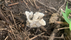 Sebacina schweinitzii