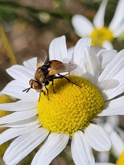 Gymnosoma