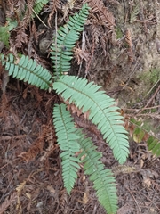 Polystichum munitum