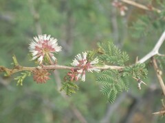 Mimosa aculeaticarpa