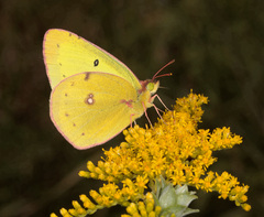 Colias philodice