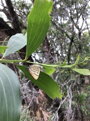 Jalmenus evagoras